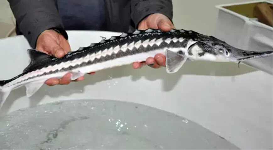 Havyarı 10 bin dolar! Bu balığı üreten zengin oluyor Havyarı 10 bin dolara satılıyor! Bu balığı üreten zengin oluyor - 2. Resim