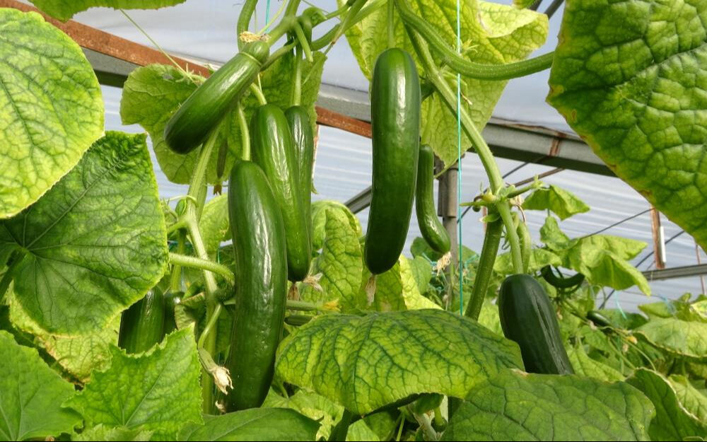 10 senedir böylesini görmediler! Hepsinin yüzü güldü, fiyatını duyan şaşırıyor... - 2. Resim