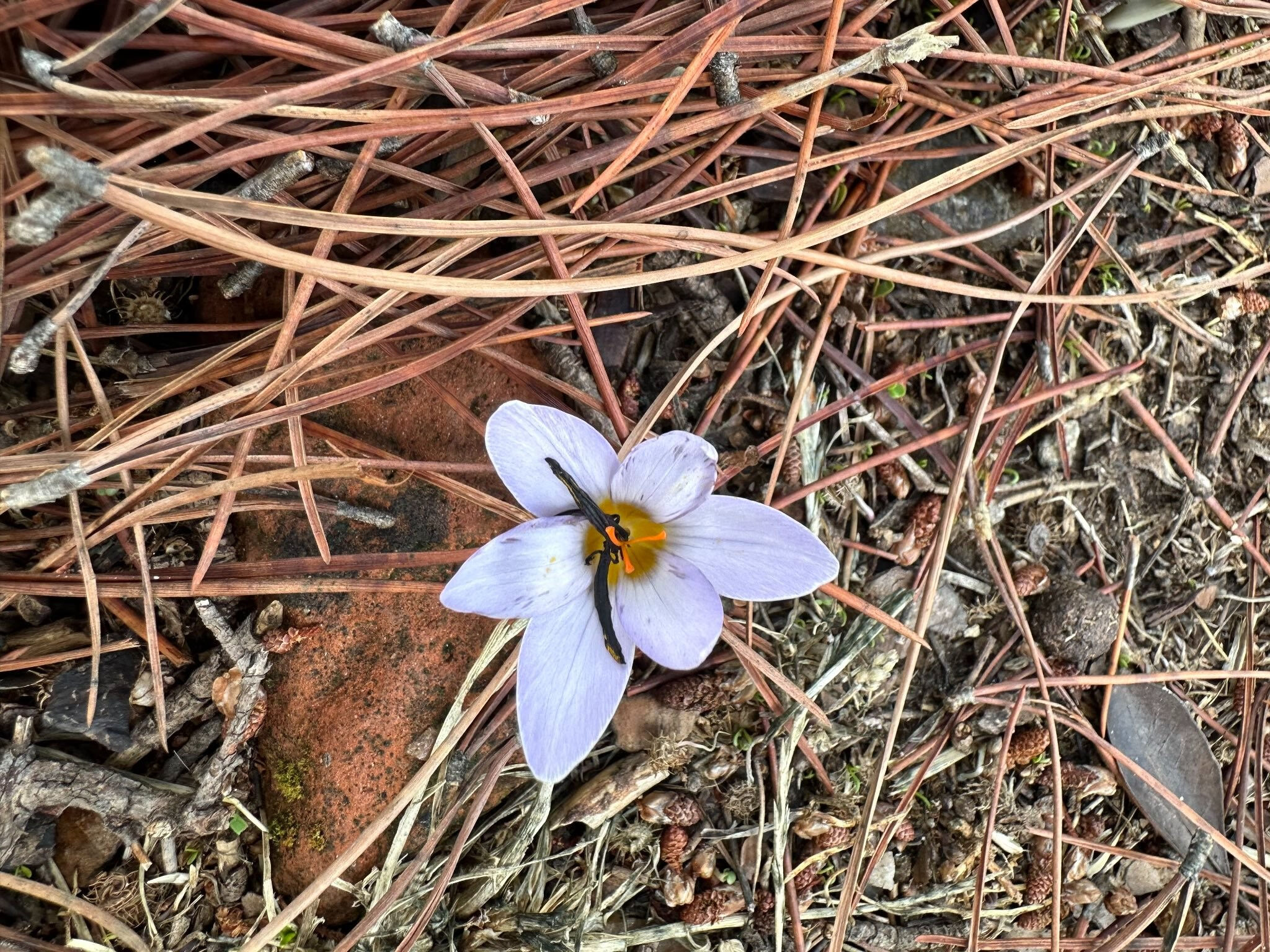 Koparmanın cezası 387 bin lira!  Sultan Çiğdemi jandarmanın koruması altında Koparmanın cezası 387 bin lira!  Sultan Çiğdemi jandarmanın koruması altında - 2. Resim