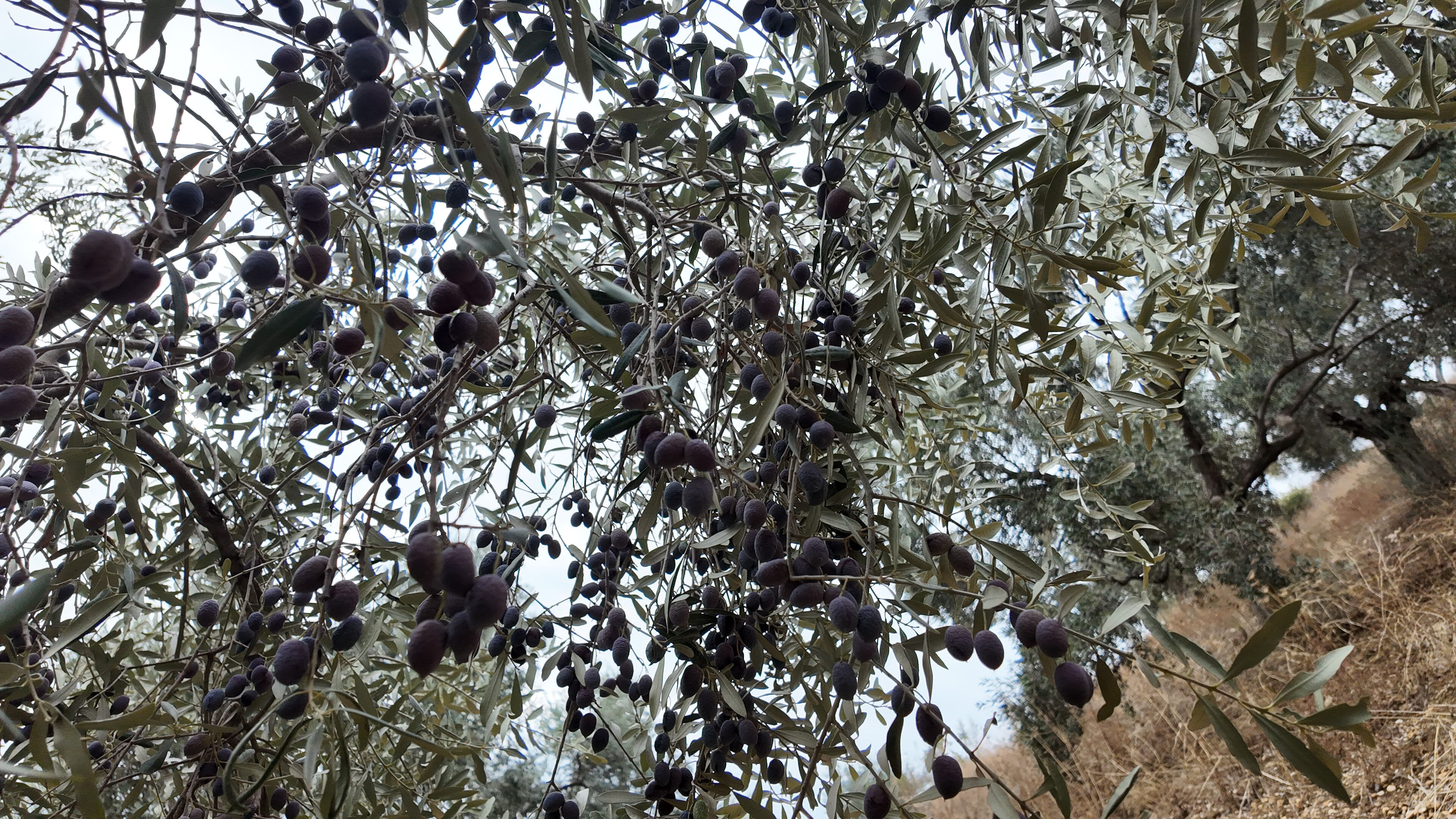 Zeytin üreticileri isyanda, hasat yarım kaldı...Günlük 3 bin liraya çalışacak işçi aranıyor! - 4. Resim