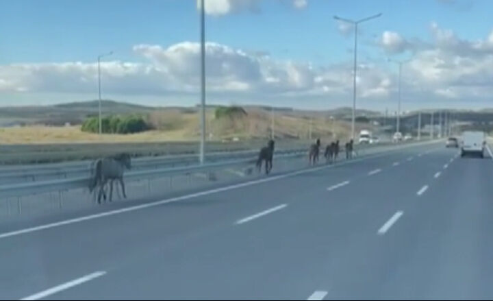 Arnavutk&ouml;y'de İstanbul Havalimanı Yolu'na &ccedil;ıkan başıboş atlar trafiği birbirine kattı - 1. Resim