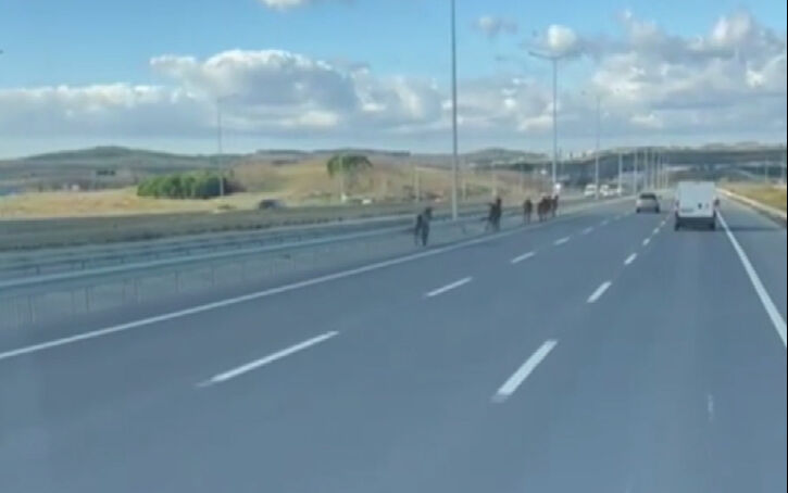 Arnavutk&ouml;y'de İstanbul Havalimanı Yolu'na &ccedil;ıkan başıboş atlar trafiği birbirine kattı - 3. Resim