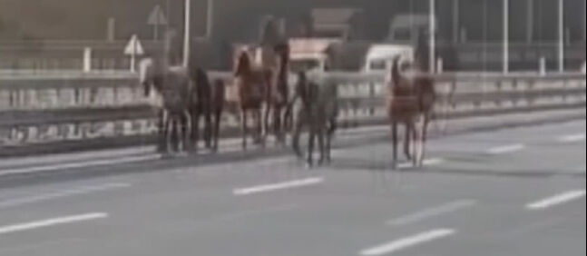 Arnavutk&ouml;y'de İstanbul Havalimanı Yolu'na &ccedil;ıkan başıboş atlar trafiği birbirine kattı - 4. Resim