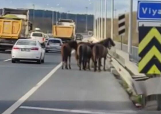 Arnavutk&ouml;y'de İstanbul Havalimanı Yolu'na &ccedil;ıkan başıboş atlar trafiği birbirine kattı - 2. Resim