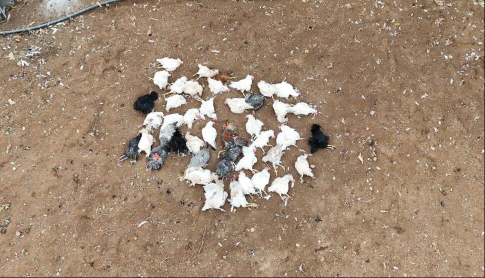 Kırıkkale'de yaşayan Halit Bişkin'e köpek dehşeti şoku! Eve geldiğinde şoke oldu Kırıkkale'de yaşayan Halit Bişkin'e köpek dehşeti şoku! Eve geldiğinde şoke oldu - 2. Resim