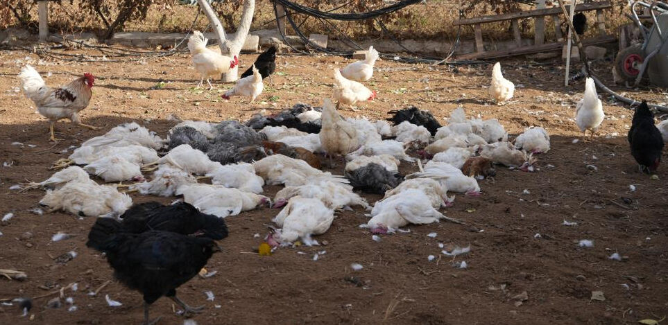 Kırıkkale'de yaşayan Halit Bişkin'e köpek dehşeti şoku! Eve geldiğinde şoke oldu Kırıkkale'de yaşayan Halit Bişkin'e köpek dehşeti şoku! Eve geldiğinde şoke oldu - 4. Resim