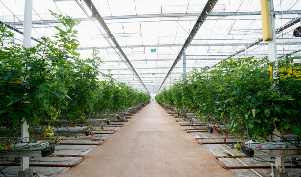 AGROT bedelsiz sermaye artırımı ne zaman? Agrotech KAP bildirimini açıkladı! - 1. Resim