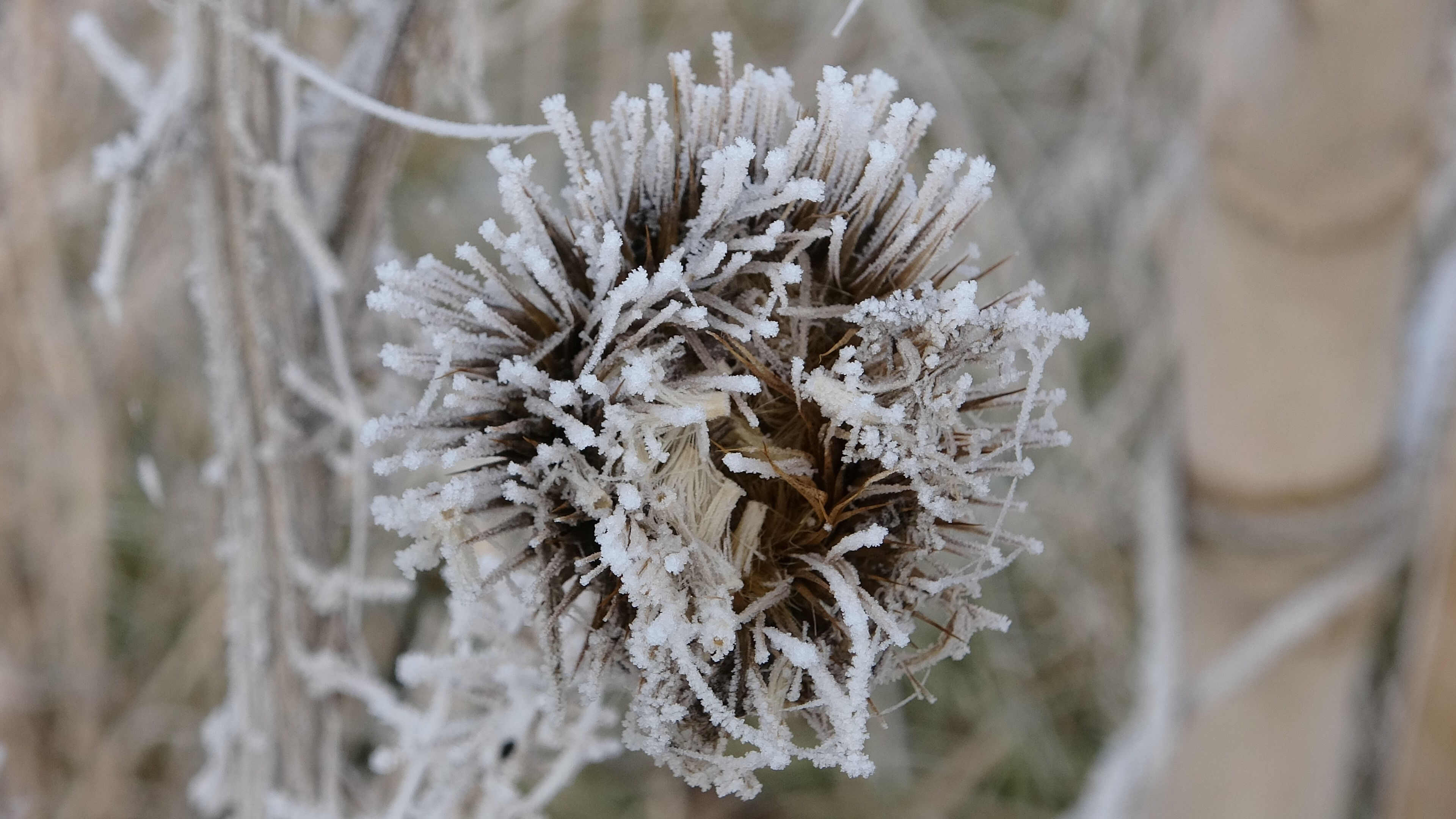 Ardahan buz tuttu, termometreler - 12'yi gördü! Uzmanlardan hayati uyarı geldi - 1. Resim