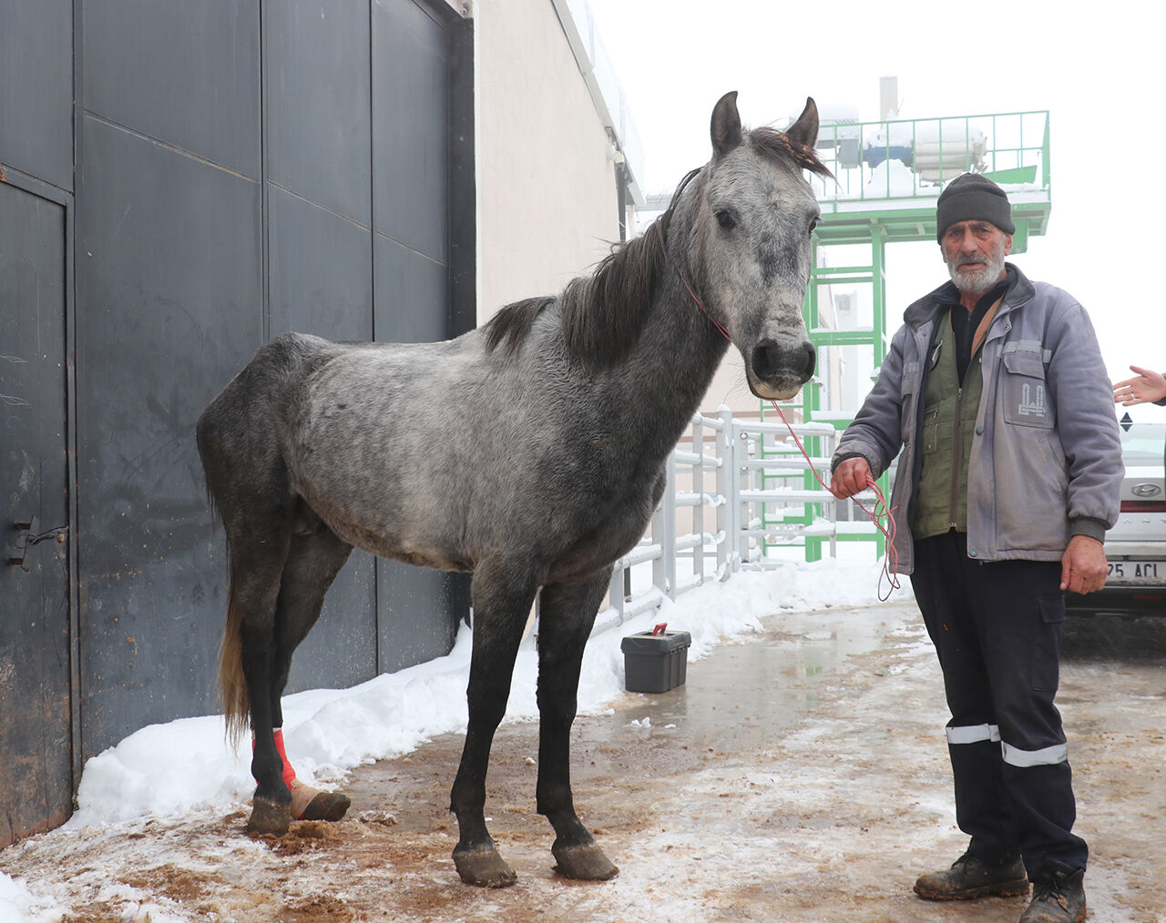 Erzurum'da soğuktan dondu denilen atın ayağı kırık çıktı! - 3. Resim