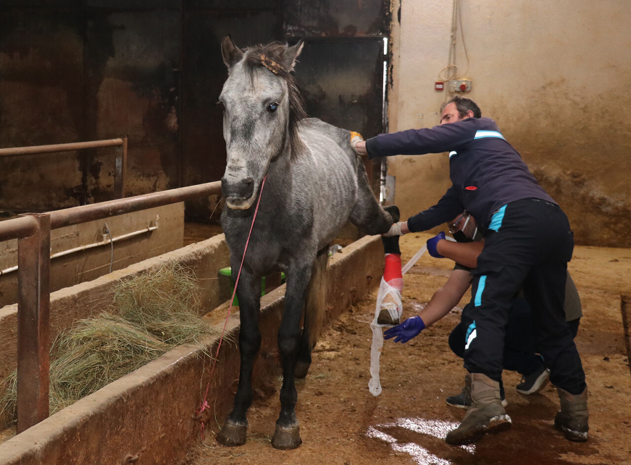 Erzurum'da soğuktan dondu denilen atın ayağı kırık çıktı! - 1. Resim