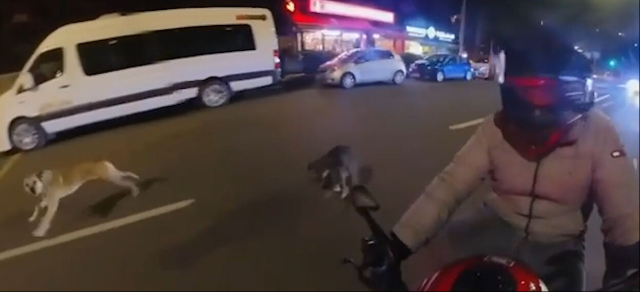 Sarıyer'de başıboş köpek dehşeti! Çarpmamak için duran motosikletliyi ısırdılar Sarıyer'de başıboş köpek dehşeti! Çarpmamak için duran motosikletliyi ısırdılar - 2. Resim