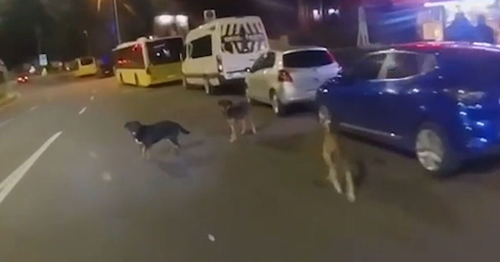 Sarıyer'de başıboş köpek dehşeti! Çarpmamak için duran motosikletliyi ısırdılar Sarıyer'de başıboş köpek dehşeti! Çarpmamak için duran motosikletliyi ısırdılar - 1. Resim