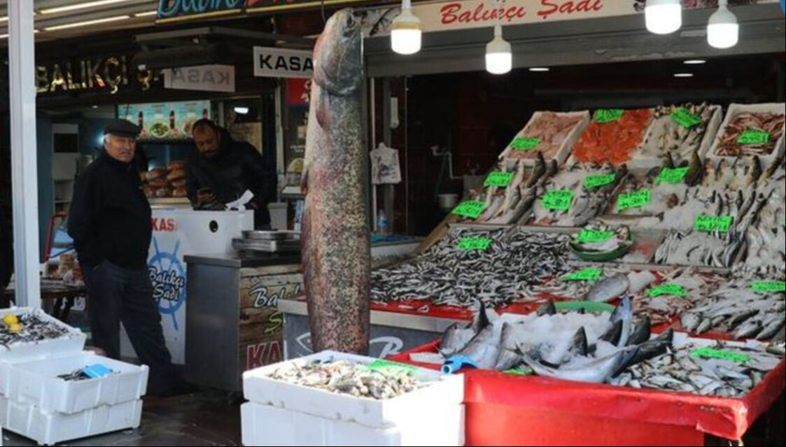 Amasya'da yakalanan 50 kilogramlık balık herkesi hayrete düşürdü - 1. Resim