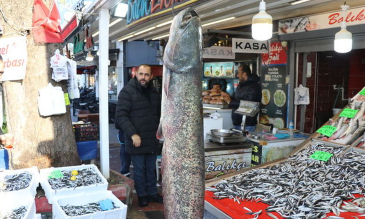 Amasya'da yakalanan 50 kilogramlık balık herkesi hayrete düşürdü - 2. Resim