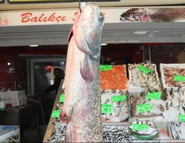 Amasya'da yakalanan 50 kilogramlık balık herkesi hayrete düşürdü - 3. Resim