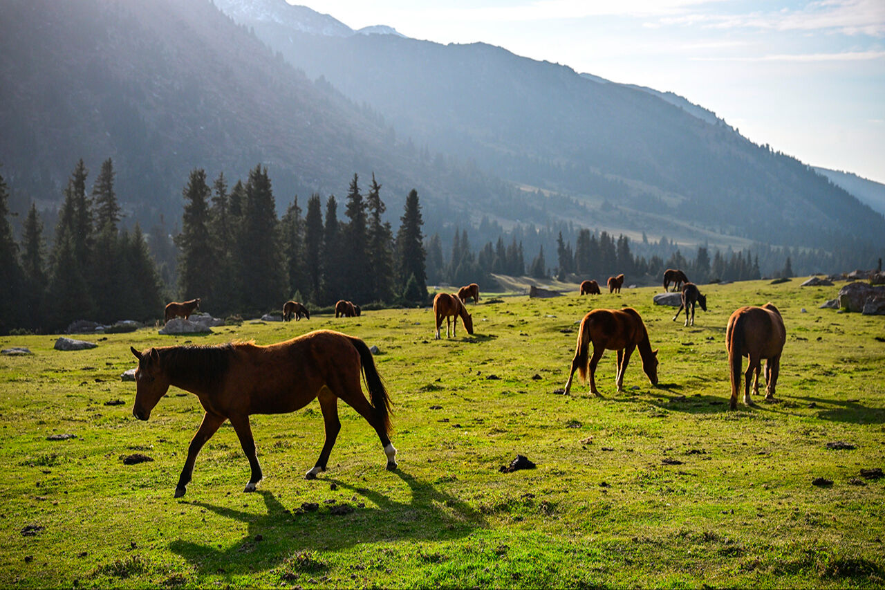 Tanrı Dağları'nın efendileri! Kırgızistan yaylarındaki yılkı atları asırlar öncesine götürüyor - 9. Resim