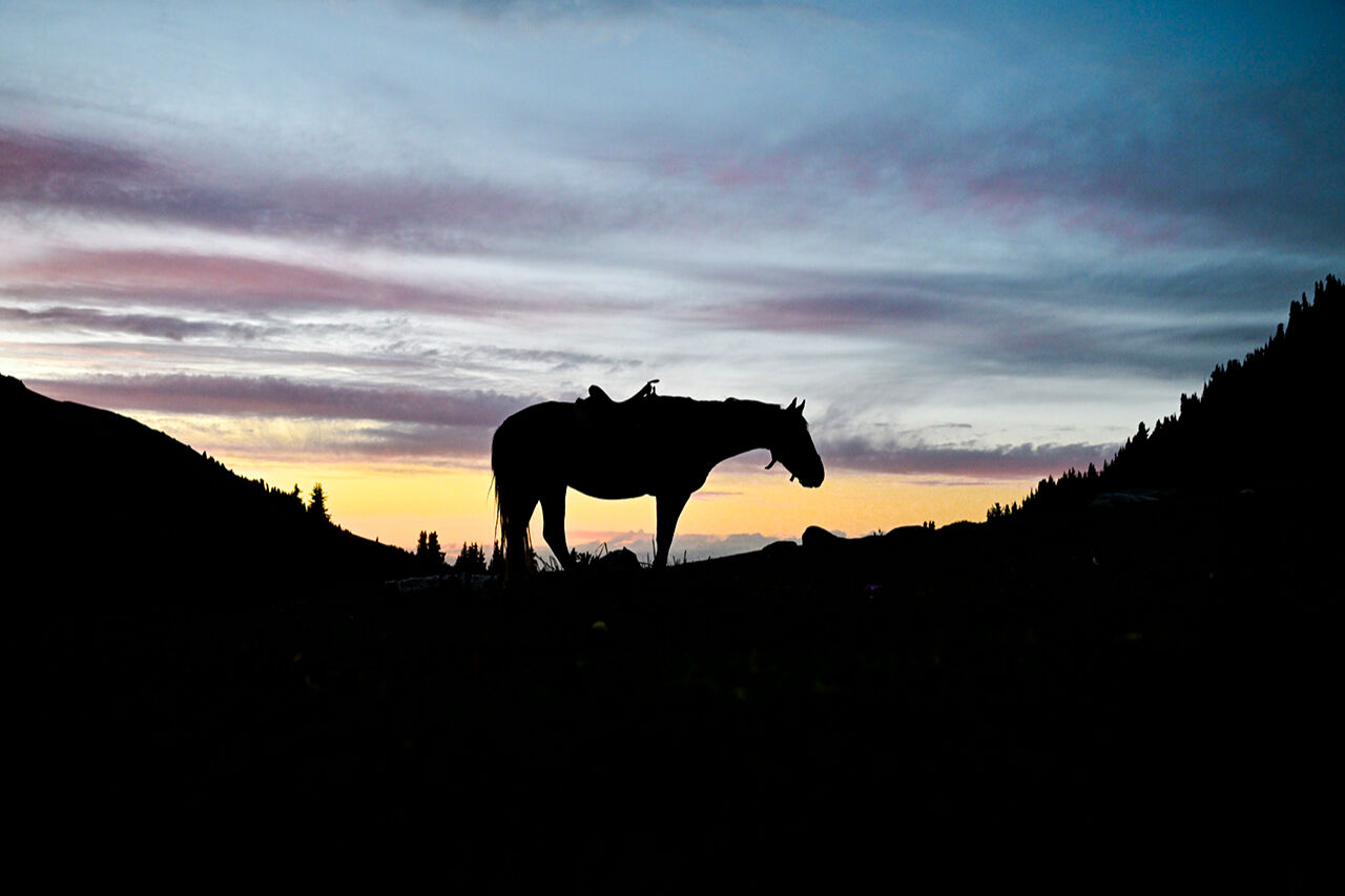 Tanrı Dağları'nın efendileri! Kırgızistan yaylarındaki yılkı atları asırlar öncesine götürüyor - 8. Resim