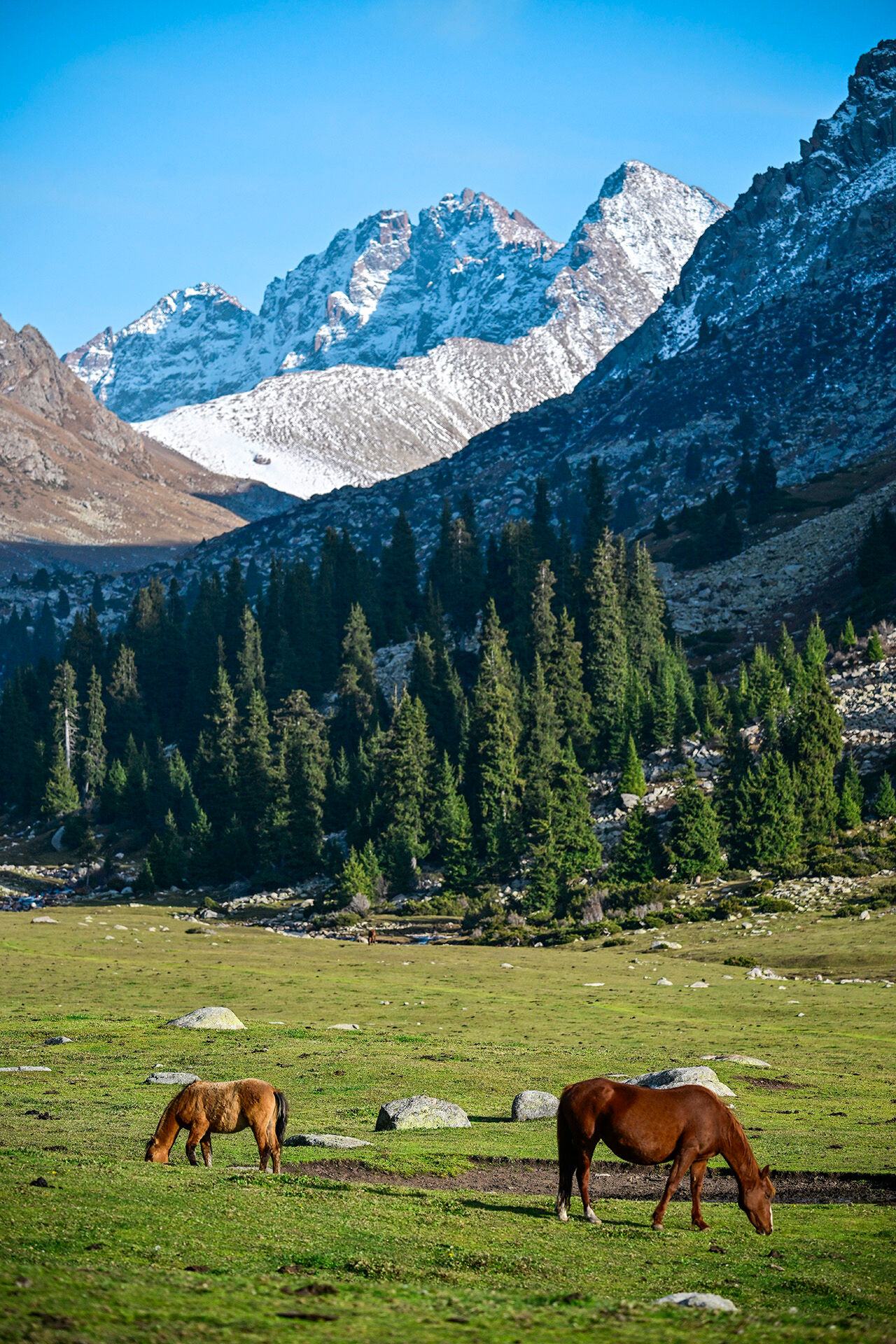 Tanrı Dağları'nın efendileri! Kırgızistan yaylarındaki yılkı atları asırlar öncesine götürüyor - 5. Resim