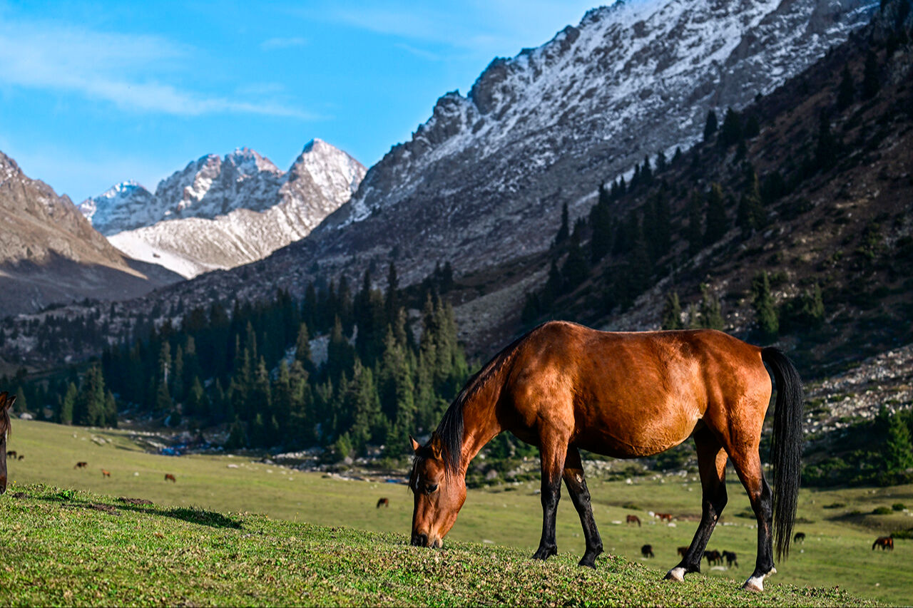 Tanrı Dağları'nın efendileri! Kırgızistan yaylarındaki yılkı atları asırlar öncesine götürüyor - 10. Resim
