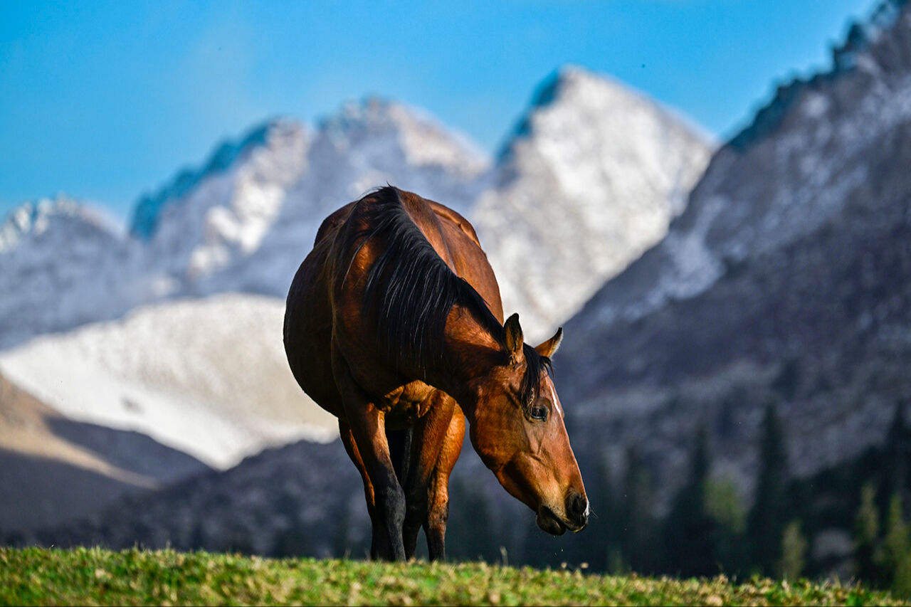 Tanrı Dağları'nın efendileri! Kırgızistan yaylarındaki yılkı atları asırlar öncesine götürüyor - 3. Resim