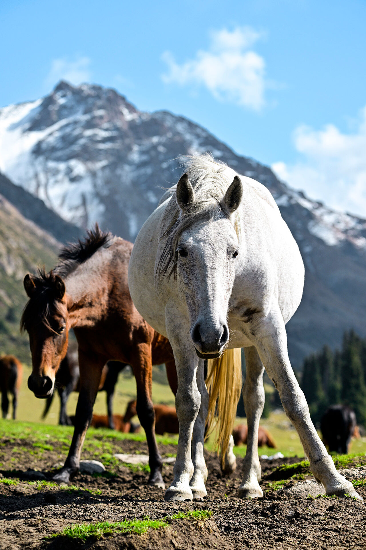 Tanrı Dağları'nın efendileri! Kırgızistan yaylarındaki yılkı atları asırlar öncesine götürüyor - 12. Resim