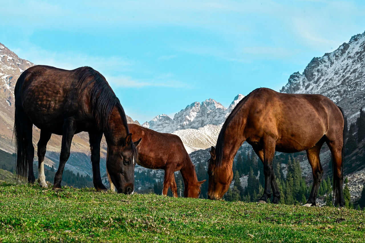 Tanrı Dağları'nın efendileri! Kırgızistan yaylarındaki yılkı atları asırlar öncesine götürüyor - 1. Resim