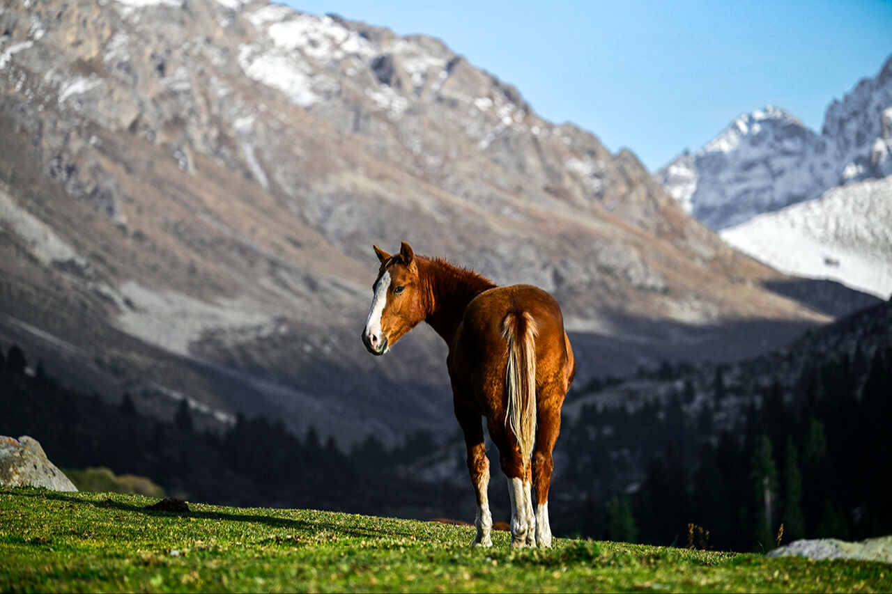 Tanrı Dağları'nın efendileri! Kırgızistan yaylarındaki yılkı atları asırlar öncesine götürüyor - 11. Resim