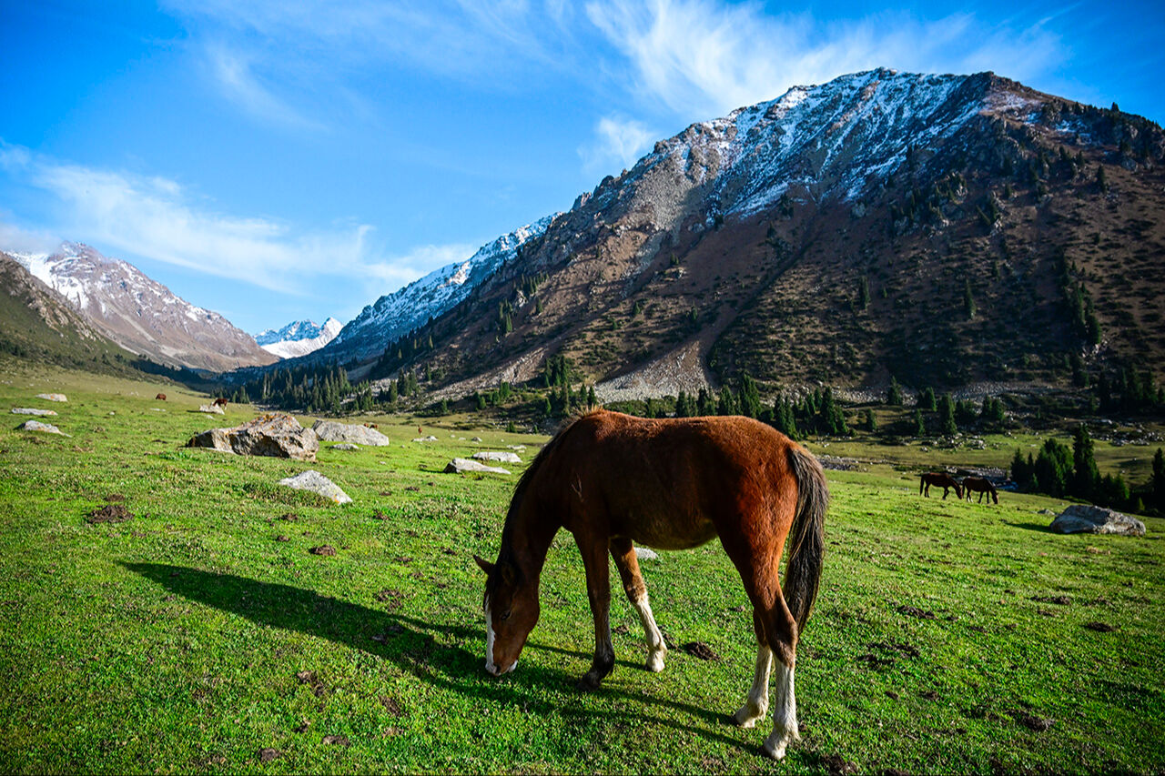Tanrı Dağları'nın efendileri! Kırgızistan yaylarındaki yılkı atları asırlar öncesine götürüyor - 13. Resim