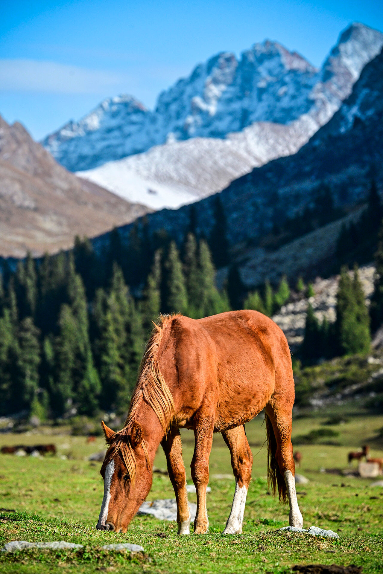 Tanrı Dağları'nın efendileri! Kırgızistan yaylarındaki yılkı atları asırlar öncesine götürüyor - 2. Resim