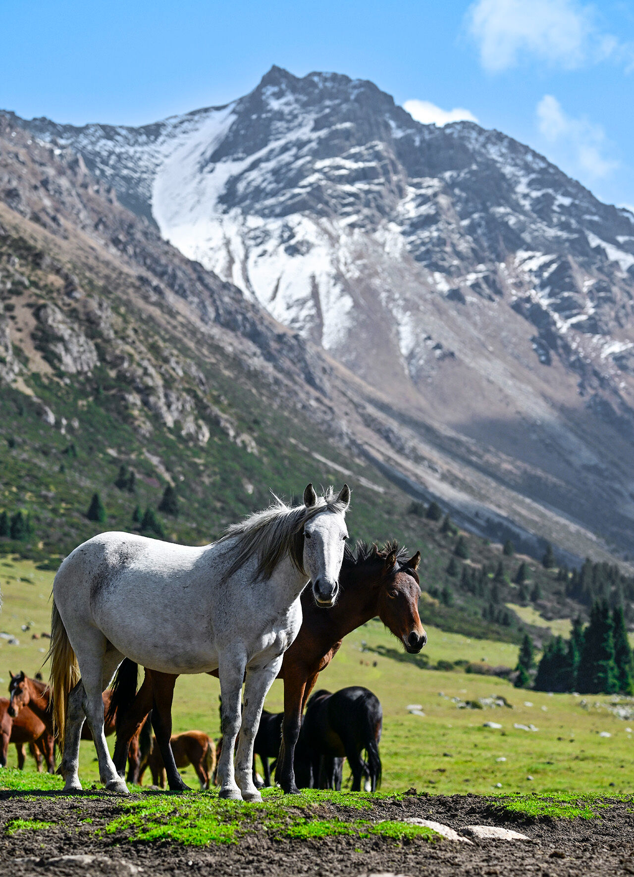 Tanrı Dağları'nın efendileri! Kırgızistan yaylarındaki yılkı atları asırlar öncesine götürüyor - 4. Resim