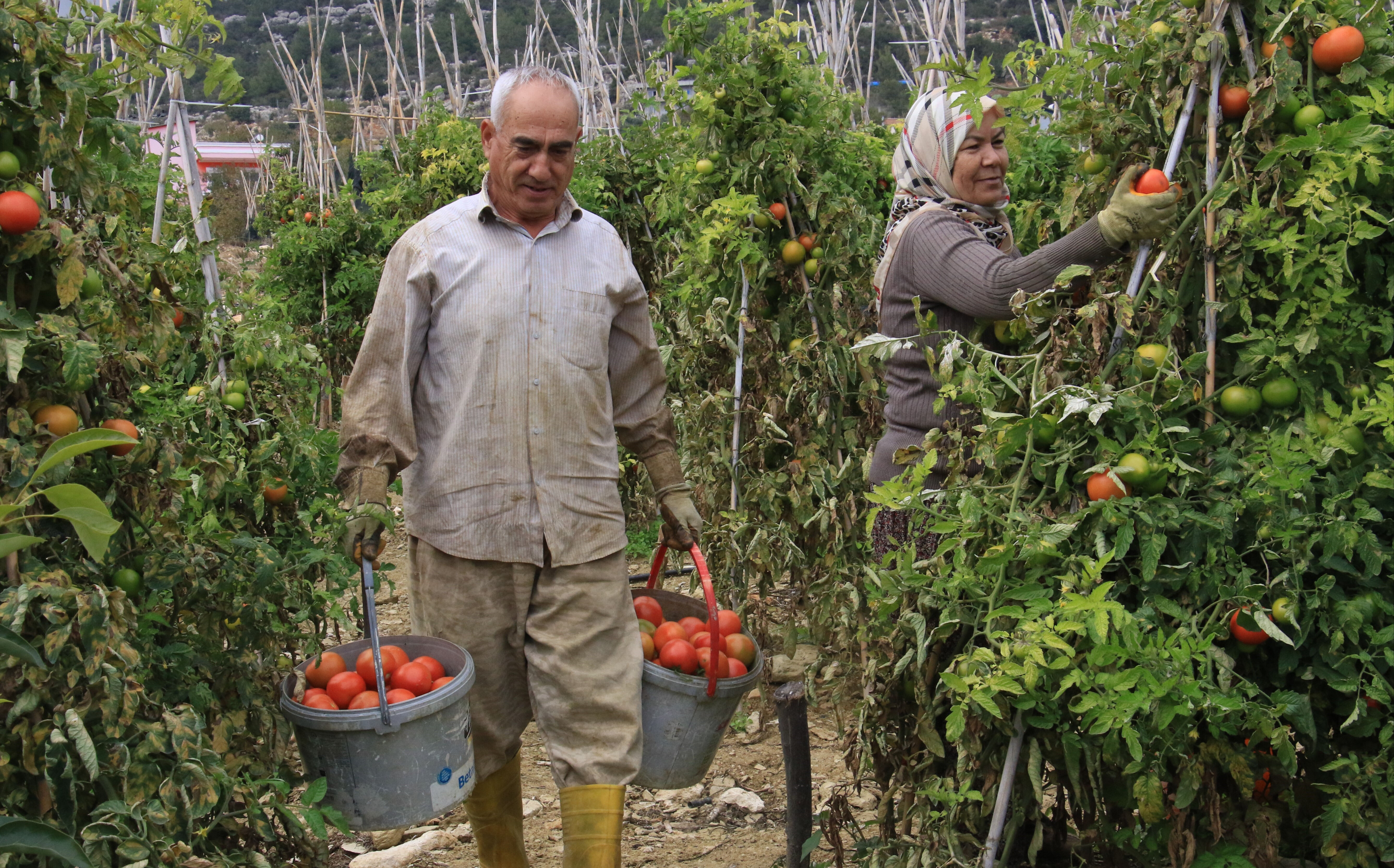 Domatesin tarla fiyatı üreticinin yüzünü güldürüyor! Pazar ve marketlerde etiketler alev alacak - 1. Resim