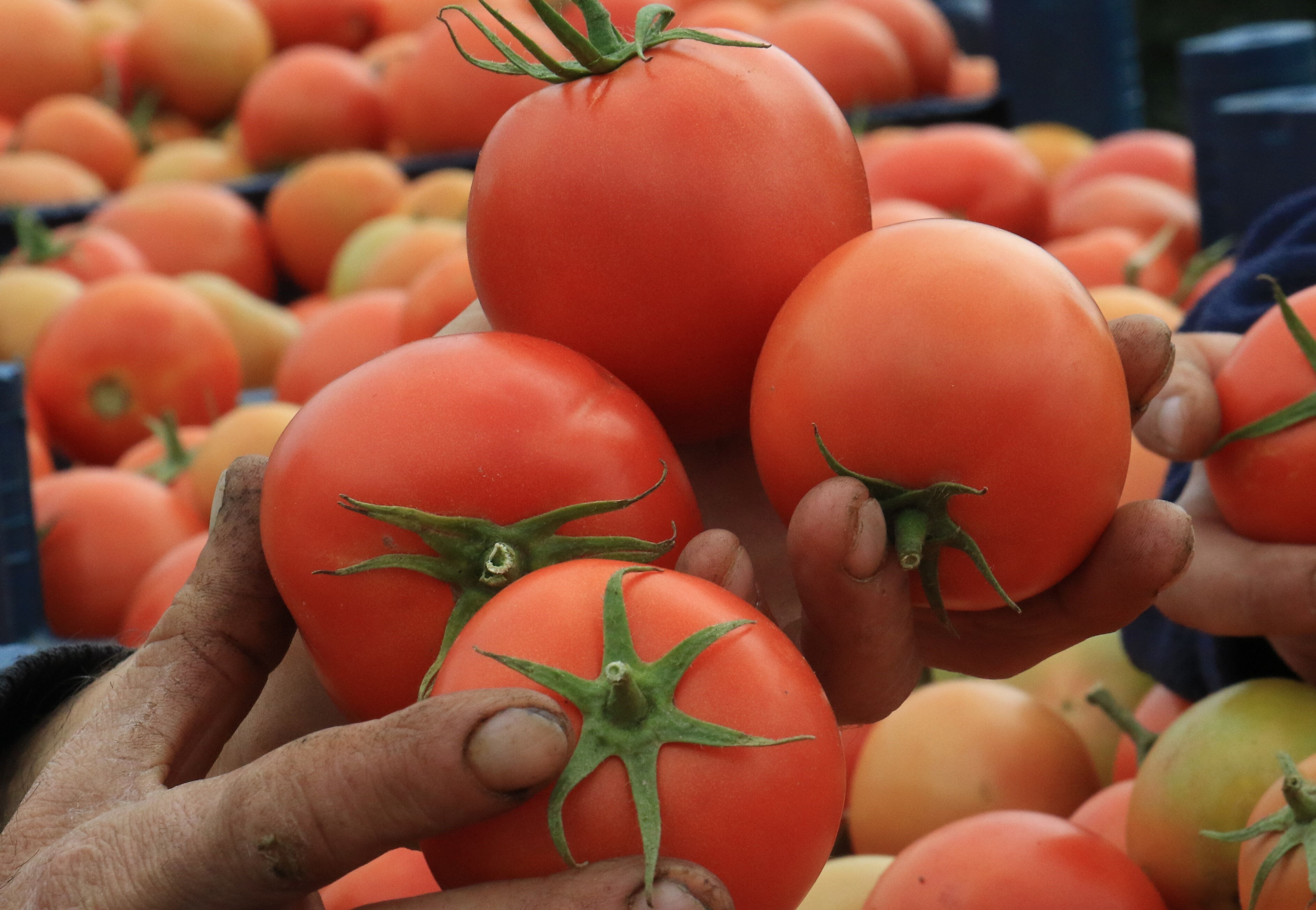 Domatesin tarla fiyatı üreticinin yüzünü güldürüyor! Pazar ve marketlerde etiketler alev alacak - 3. Resim