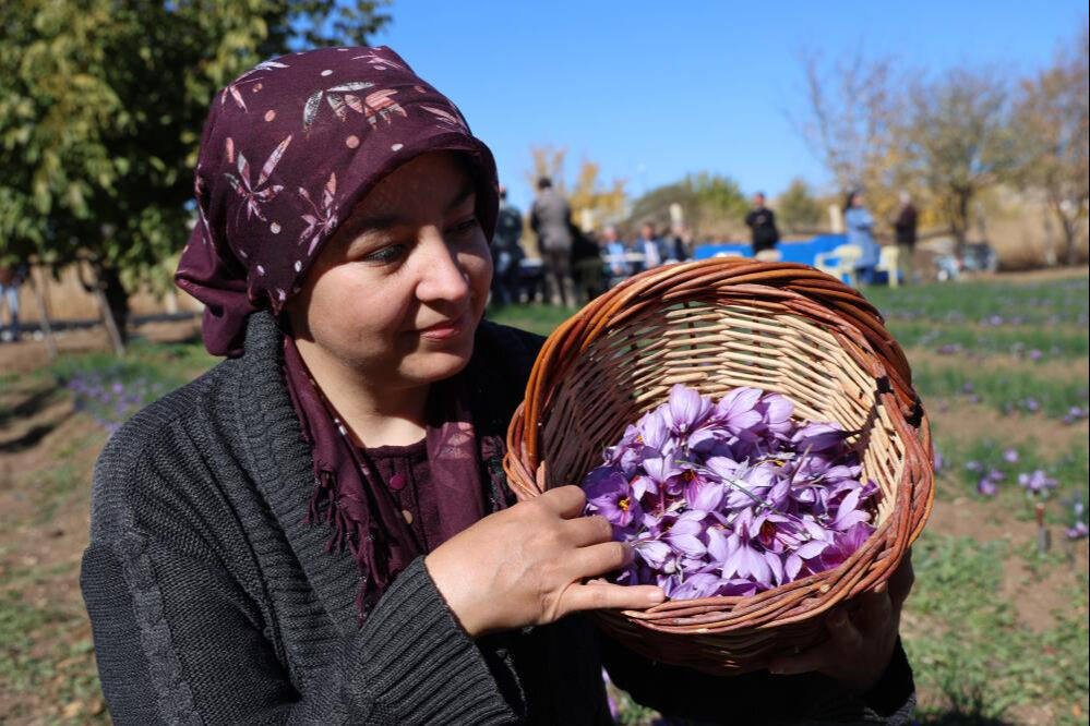 Kırmızı altın olarak biliniyor, kilosu 300 bin liradan satılıyor! Millet gramla alıyor... Kırmızı altın olarak biliniyor, kilosu 300 bin liradan satılıyor! Millet gramla alıyor... - 3. Resim