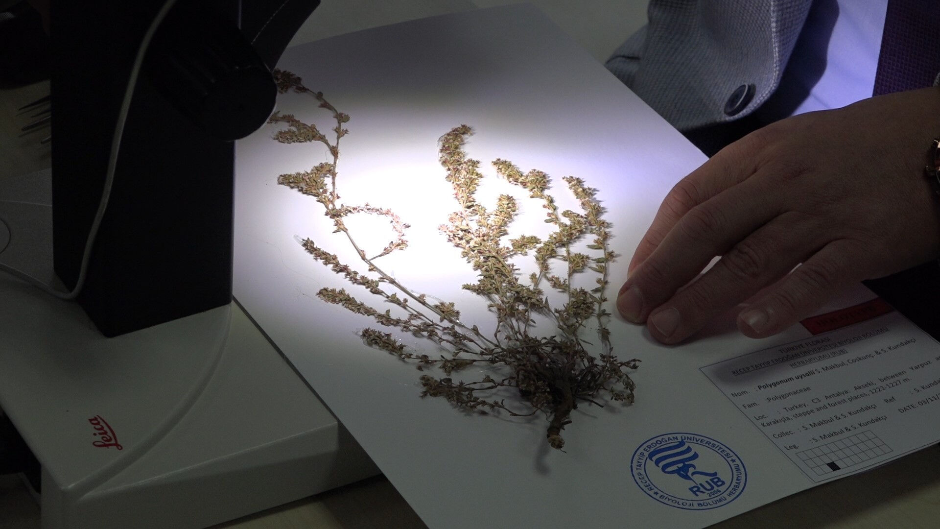 Madımak Türkiye'ye ait 'yeni bir bitki türü' olarak keşfedildi! Literatüre öğretmenin adıyla geçti: Polygonum Uysalii - 1. Resim