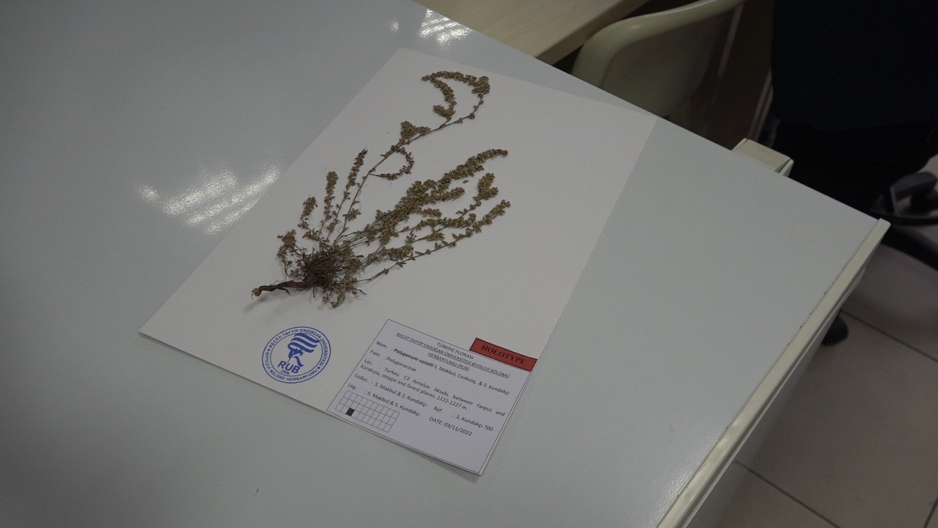 Madımak Türkiye'ye ait 'yeni bir bitki türü' olarak keşfedildi! Literatüre öğretmenin adıyla geçti: Polygonum Uysalii - 3. Resim