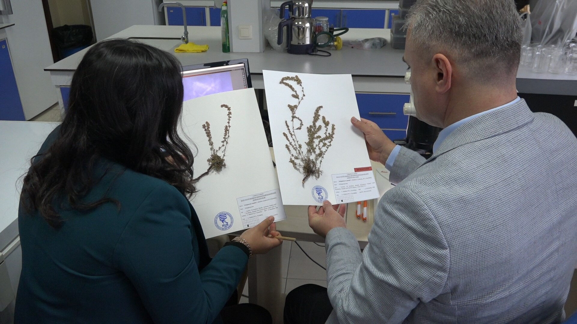 Madımak Türkiye'ye ait 'yeni bir bitki türü' olarak keşfedildi! Literatüre öğretmenin adıyla geçti: Polygonum Uysalii - 4. Resim