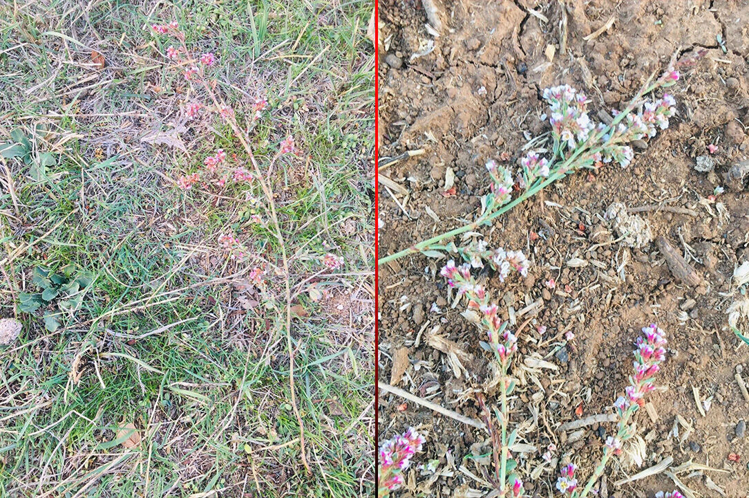 Madımak Türkiye'ye ait 'yeni bir bitki türü' olarak keşfedildi! Literatüre öğretmenin adıyla geçti: Polygonum Uysalii - 2. Resim