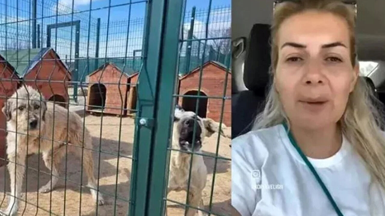 'Köpek Velisi' Buket Özgünlü'den 2 yılda dev vurgun! Bağış paralarıyla yaptıkları şoke etti - 2. Resim