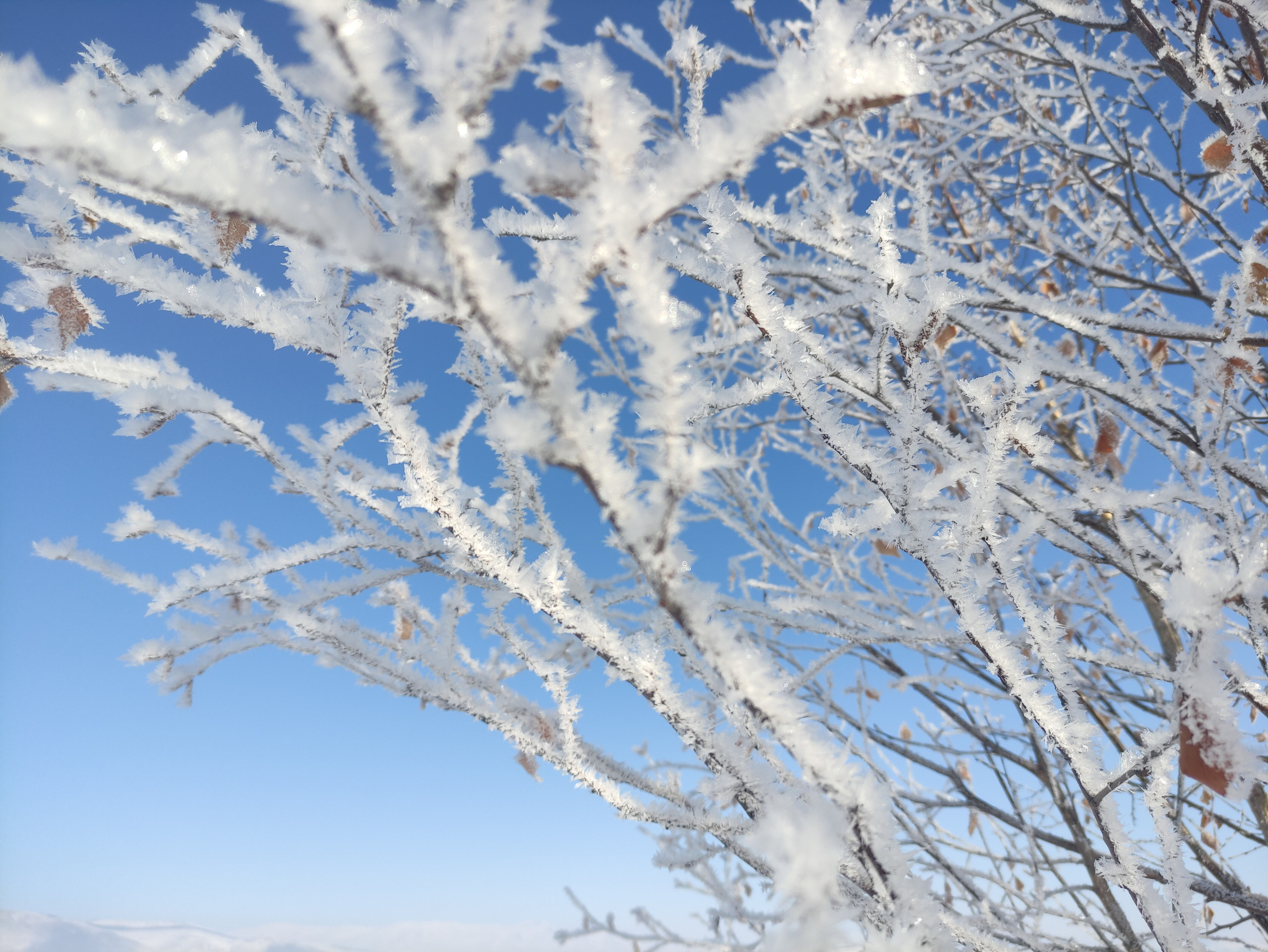 Ardahan’da Sibirya soğukları! Termometreler eksi 22'yi gördü - 1. Resim