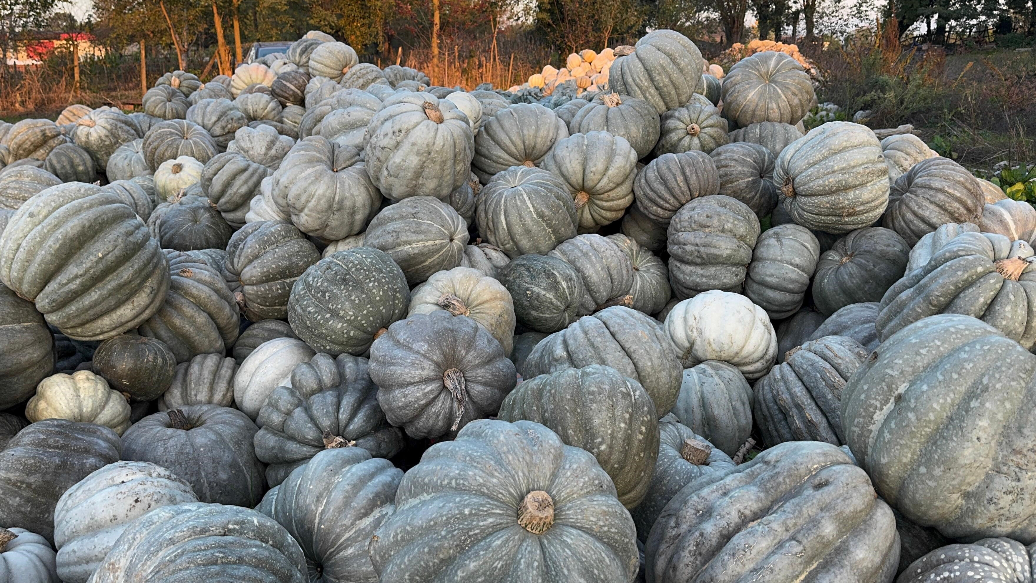 Kilosu 10 liradan tezgaha indi! Trileçesi ve döneri bile yapılıyor, tadını bilenler sıraya giriyor - 1. Resim