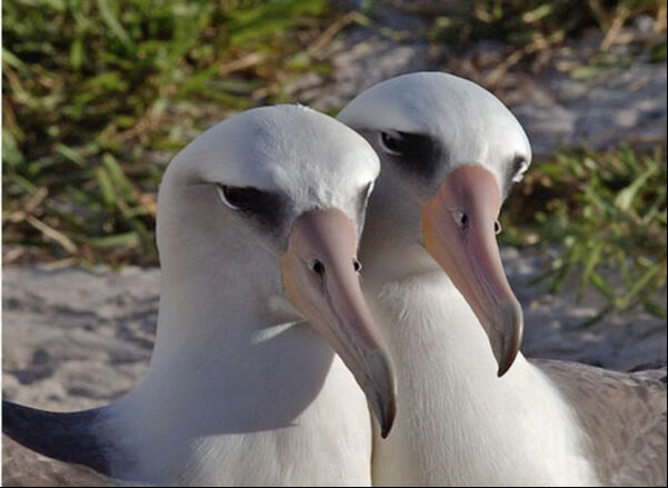 Dünyanın en yaşlı yabani kuşundan sevindirici haber: 74 yaşında yumurtladı Dünyanın en yaşlı yabani kuşundan sevindirici haber: 74 yaşında yumurtladı - 1. Resim