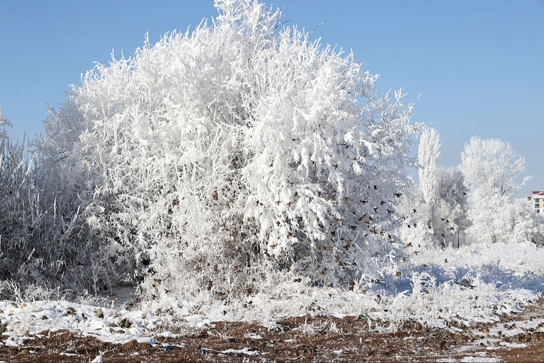 Sivas’ta yarın okullar tatil olacak mı? Yoğun kar yağışı etkisini gösteriyor  - 2. Resim