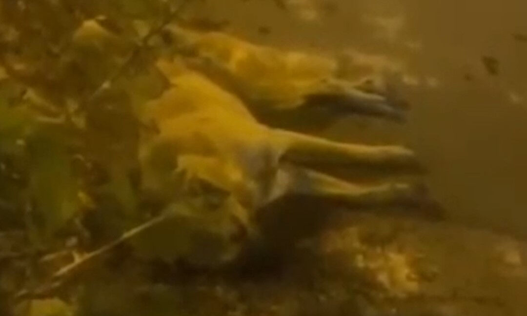 Uyuşturup, ilçe dışına bıraktılar! Sokak köpeğine yapılan müdahaleye tepki Uyuşturup, ilçe dışına bıraktılar! Sokak köpeğine yapılan müdahaleye tepki - 1. Resim