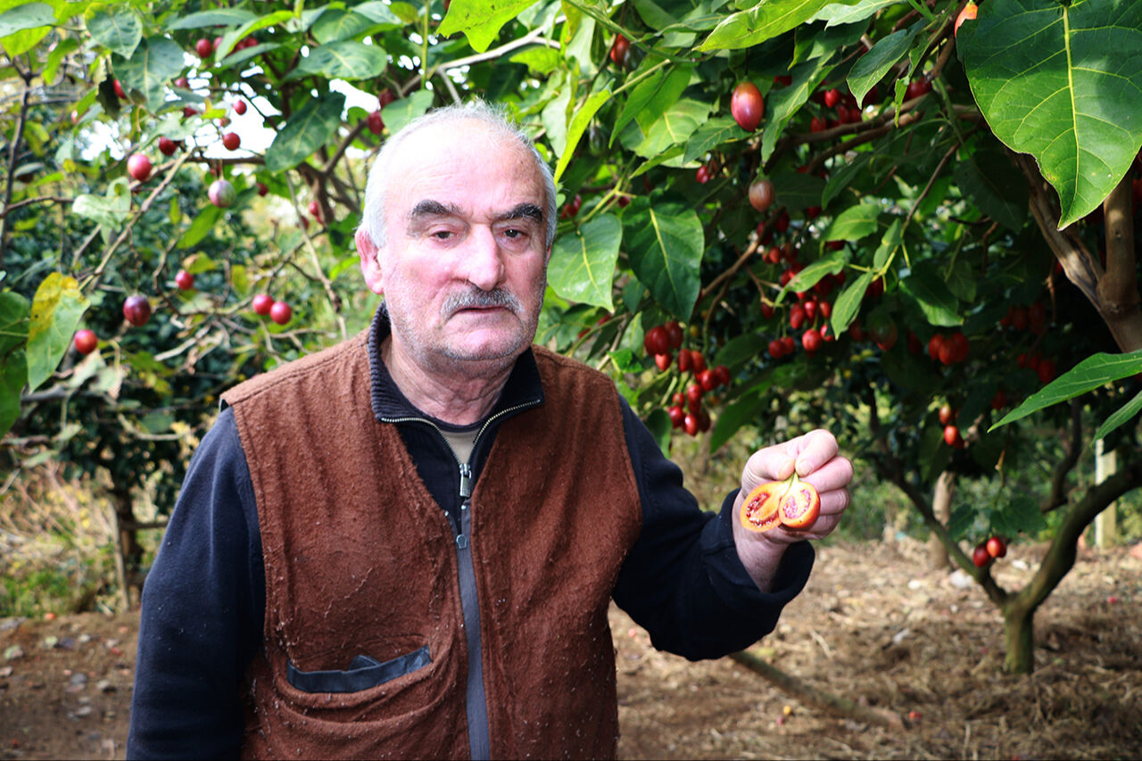 Ağaç domatesi Rize'de meşhur oldu! Güney Amerika'dan gelen Tamarillo nam saldı - 2. Resim