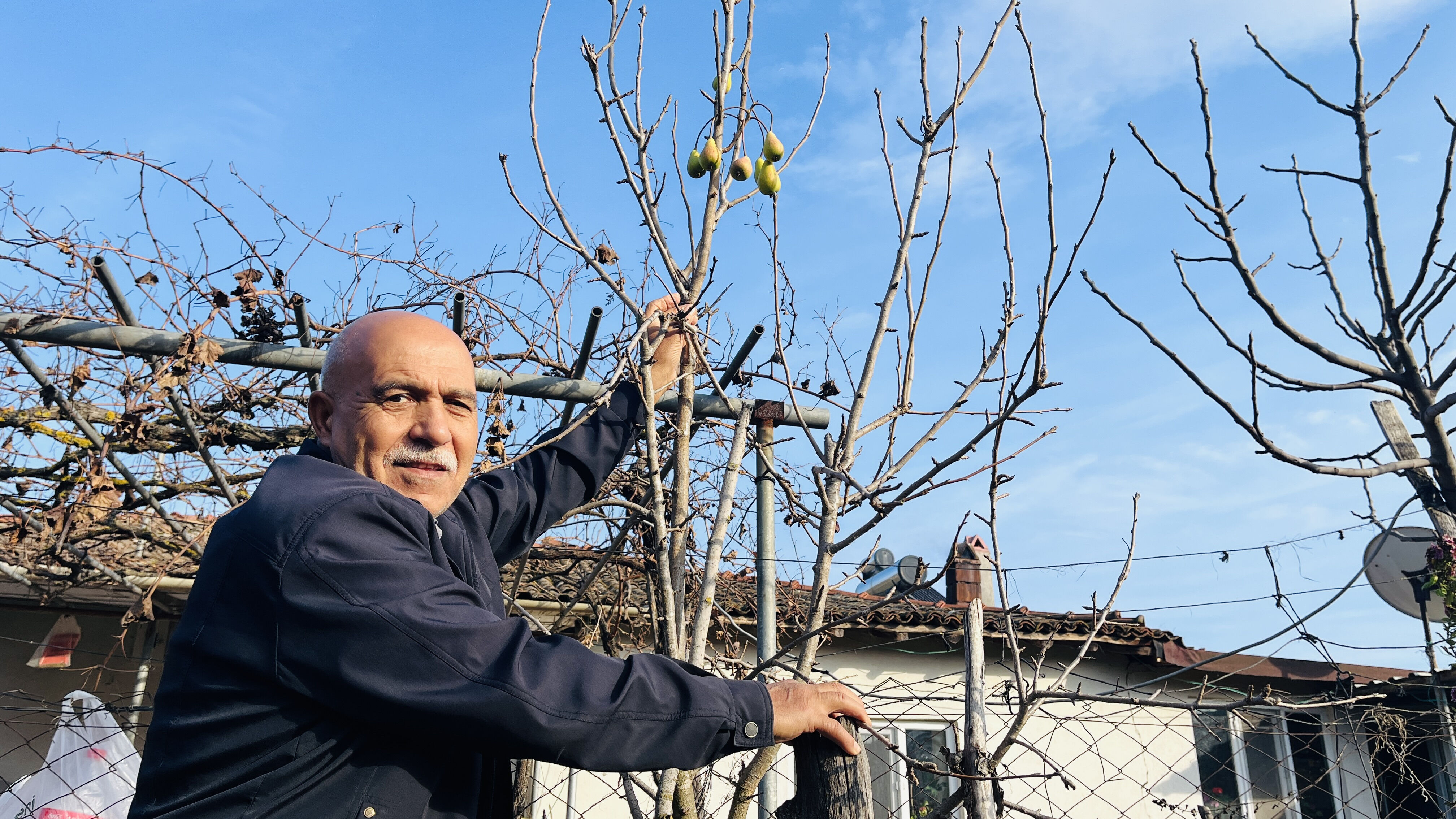 Armut ağacı aralık ayında meyve verdi, çiftçi şok oldu: 70 yıllık ömrümde ilk defa görüyorum! - 1. Resim