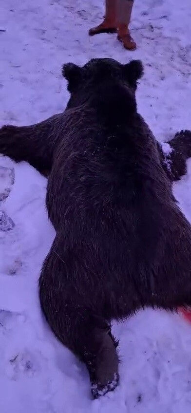 Domuz avına giden Mahmut Alkaya'yı öldüren ayı telef edildi! Domuz avına giden Mahmut Alkaya'yı öldüren ayı telef edildi! - 1. Resim