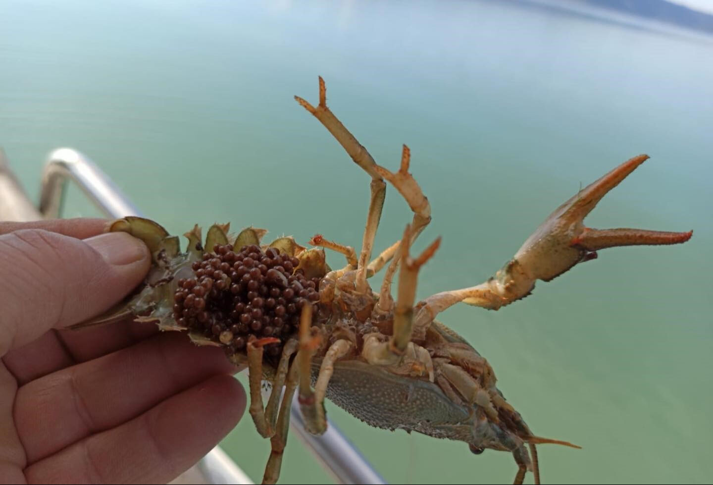 Isparta'da tam 498 ton teker teker yakalandı! Ne olduğunu duyanlar şaşırıyor - 2. Resim