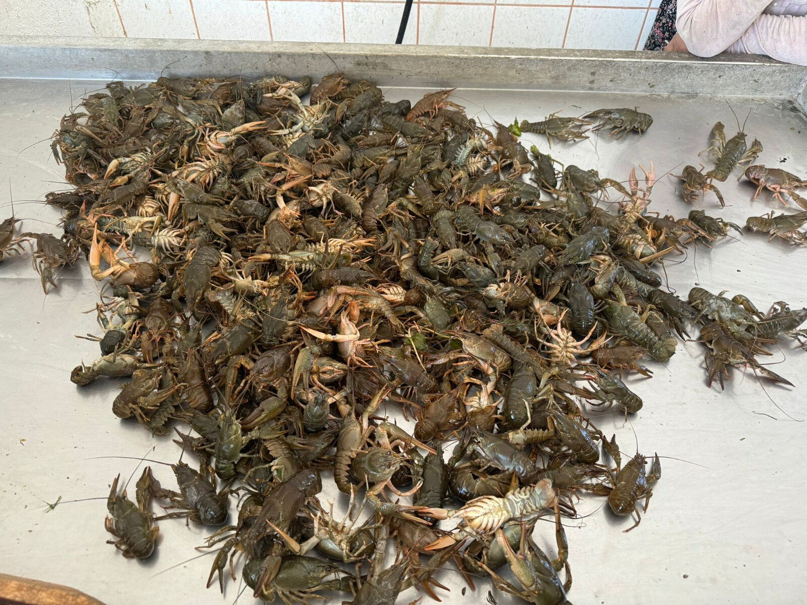 Isparta'da tam 498 ton teker teker yakalandı! Ne olduğunu duyanlar şaşırıyor - 1. Resim