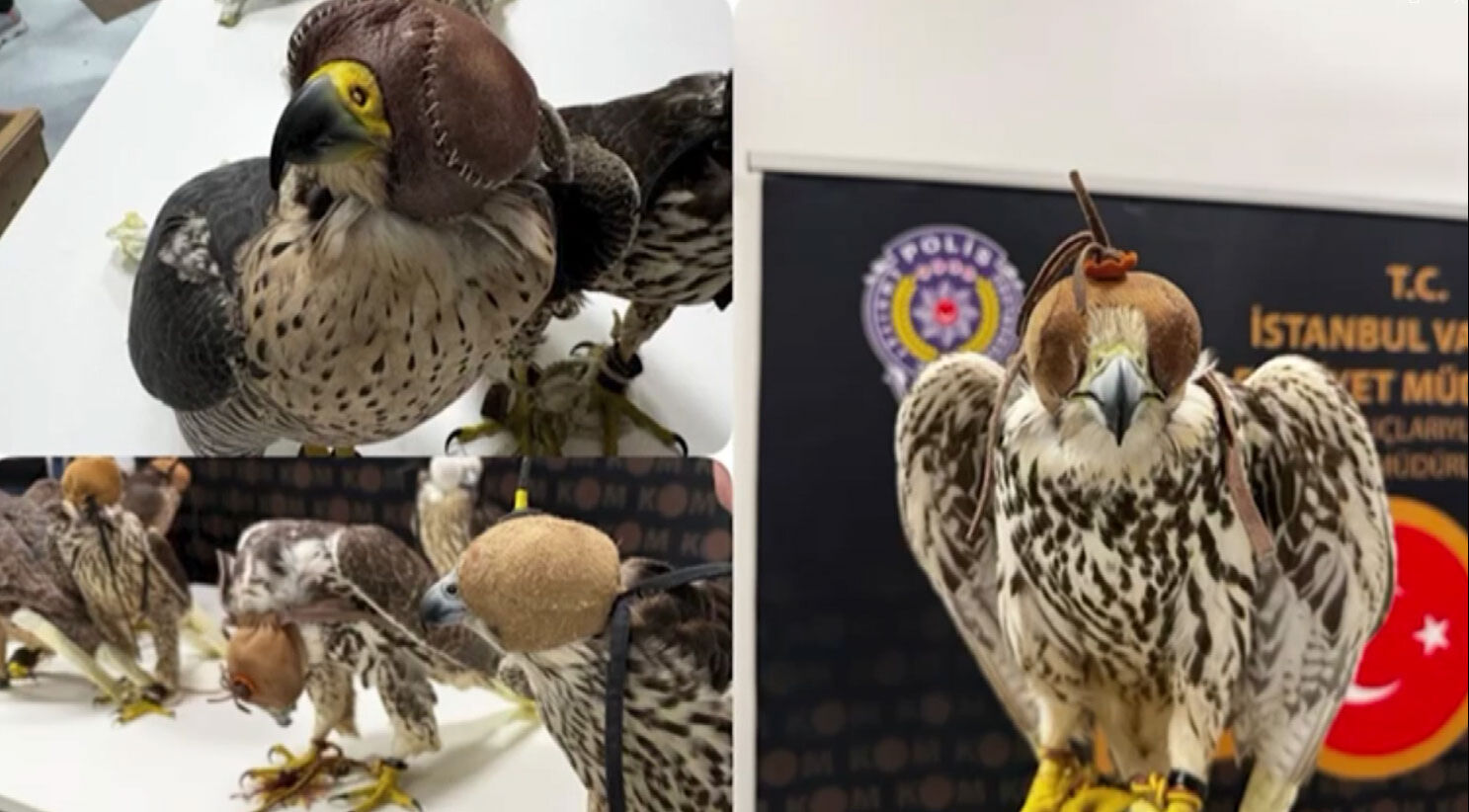 Arap şeyhlerine 100 dolara Gökdoğan satacaklardı! Havalimanında yakalandılar - 1. Resim