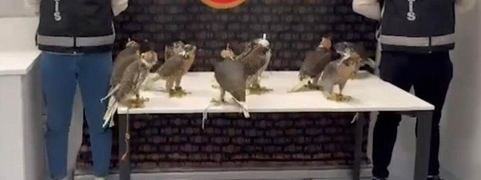 Arap şeyhlerine 100 dolara Gökdoğan satacaklardı! Havalimanında yakalandılar - 4. Resim